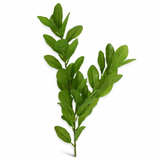 Citroník 68 cm