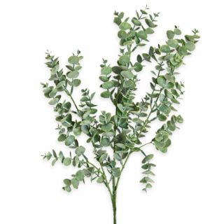 Eucalyptus 49 cm šedozelený